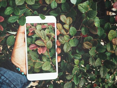 Taking a photo of leaves with smart phone on leaves backgroundの写真素材