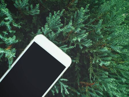 Smart phone on pine leaves backgroundの写真素材