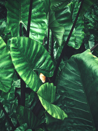 Tropical leaves background