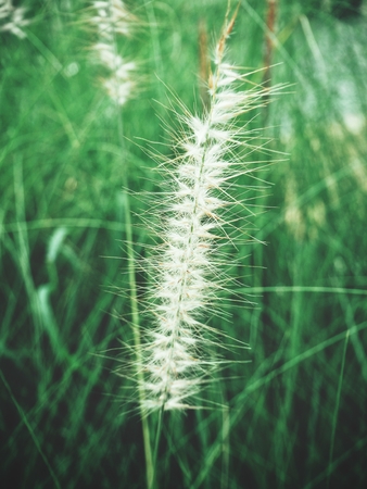 Grass flowersの写真素材