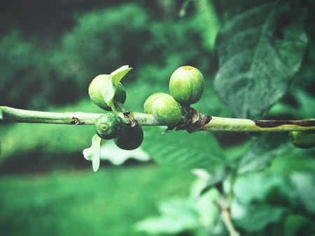Coffee plantの写真素材