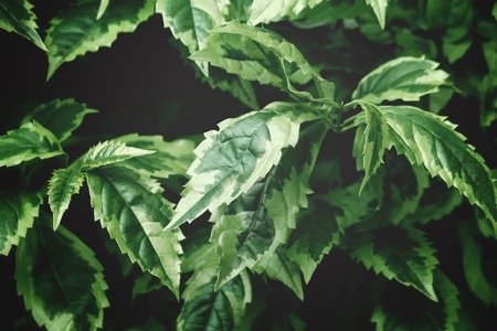 Green leaves backgroundの写真素材