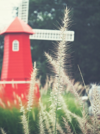 Grass flowers with turbineの写真素材