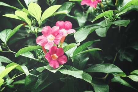Pink flowersの写真素材
