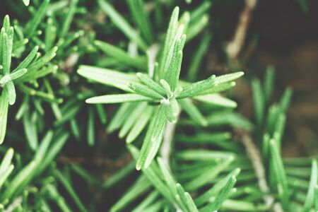 Rosemaryの写真素材