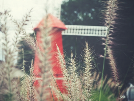 Grass flowers with turbineの写真素材