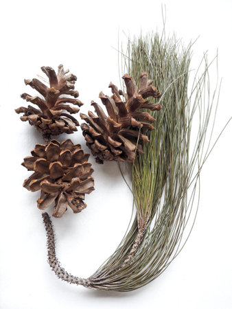 Pine cone isolated