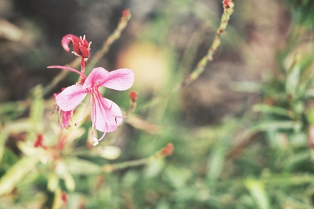 Pink flowerの写真素材