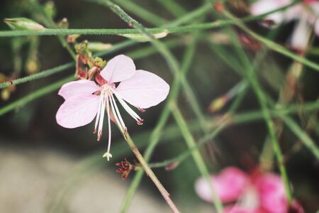 Pink flowersの写真素材