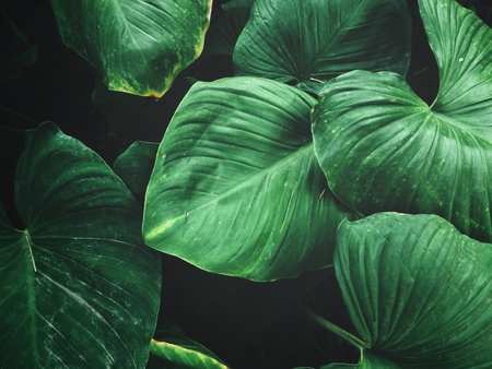 Tropical leaves backgroundの写真素材