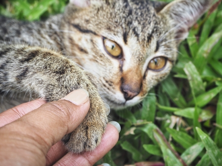 Woman playing catの写真素材