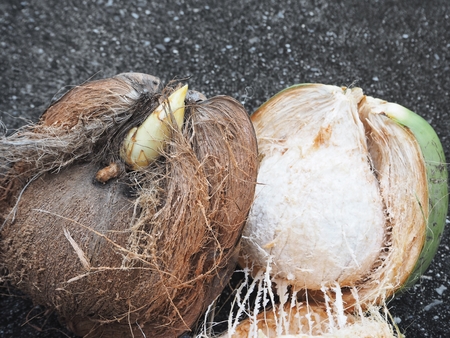 Coconutの写真素材