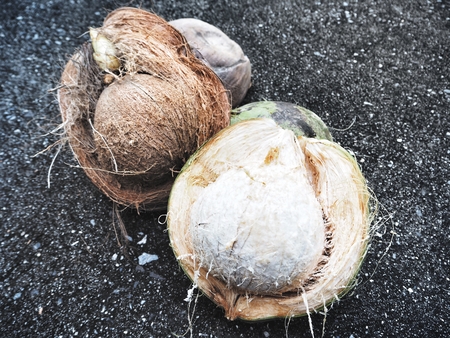 Coconutの写真素材