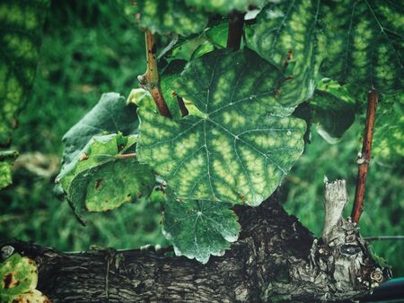 Grape leavesの写真素材