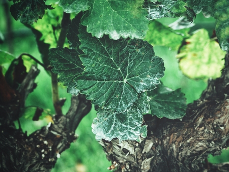 Grape leavesの写真素材