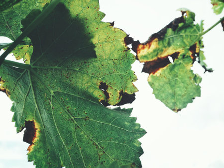 Grape leaves