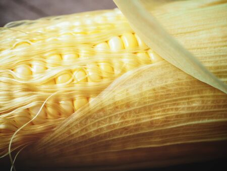 Fresh cornの写真素材