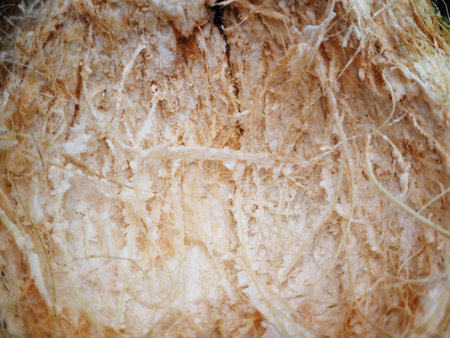 Coconut shell backgroundの写真素材