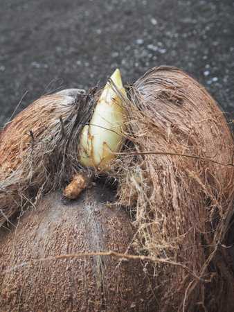 Coconut