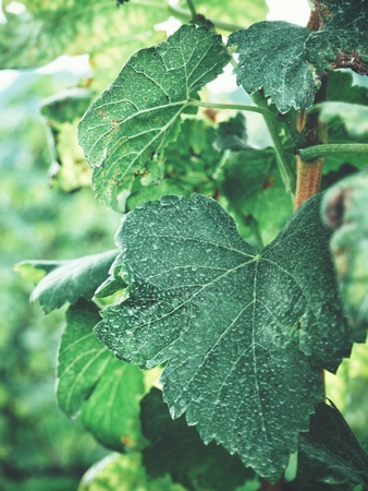 Grape leavesの写真素材