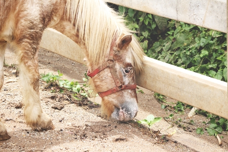 Horse in the farmの写真素材