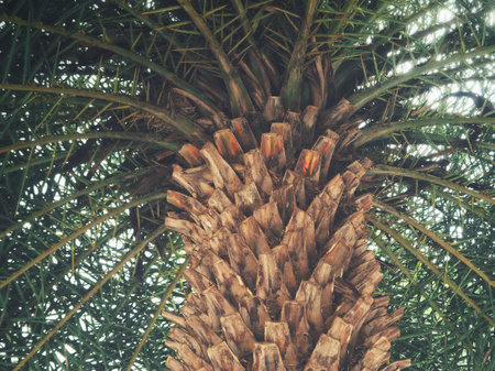 Palm treeの写真素材