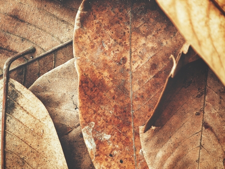 Dried leavesの写真素材