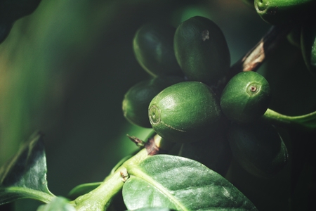 Coffee plantの写真素材