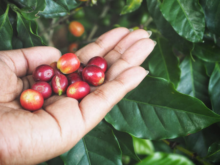 Red beans coffee on handの写真素材