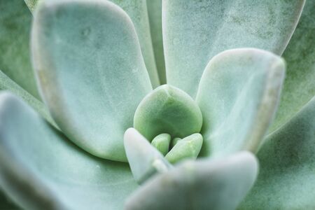 Cactus succulents plantの写真素材
