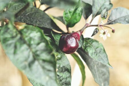 Purple chili plantの写真素材