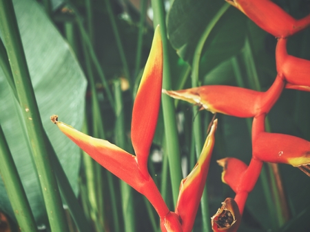 Tropical flowersの写真素材