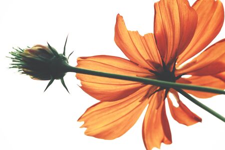 Yellow cosmos flowerの写真素材