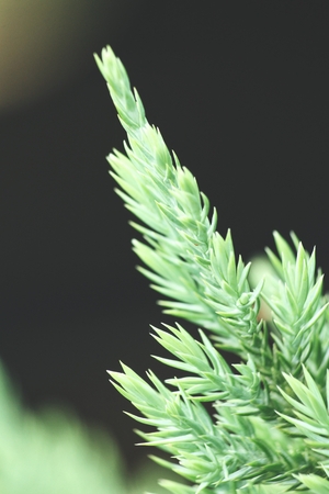 Pine leavesの写真素材