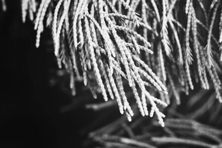 Black and white pine leavesの写真素材