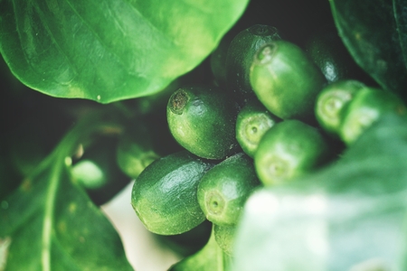 Coffee plantの写真素材