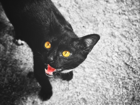 Cat faceの写真素材