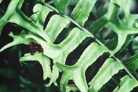 Fern leavesの写真素材