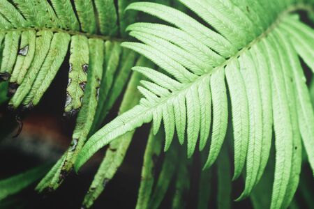 Fern leavesの写真素材