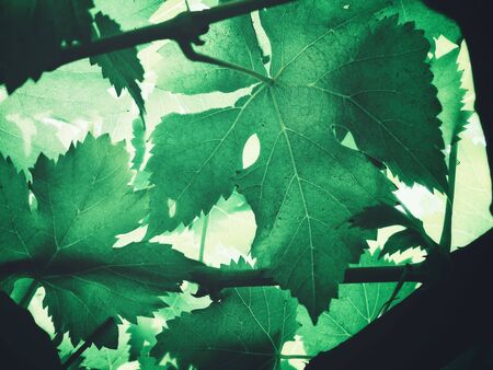 Green leavesの写真素材