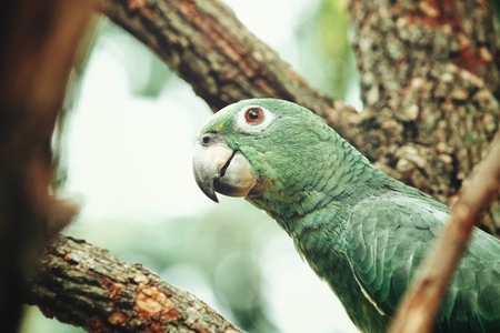 Parrotの写真素材