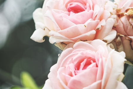 Pink roseの写真素材