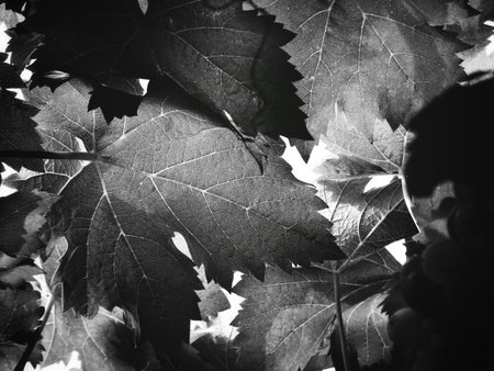 Black and white leaves