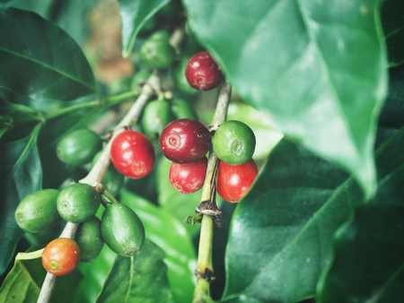 Coffee plantの写真素材