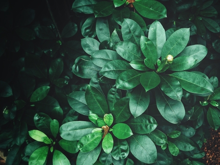 Green leavesの写真素材