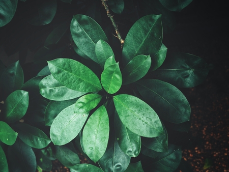 Green leavesの写真素材