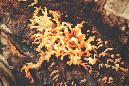 Mushroom on treeの写真素材