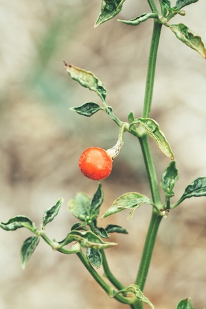 Chili plantの写真素材