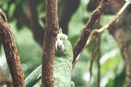 Parrotの写真素材