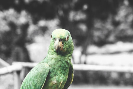 Parrotの写真素材